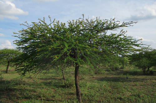 Acacia nilotica image