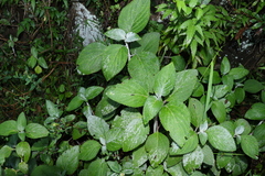 Coleus argentatus