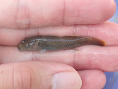 Rhinogobius candidianus