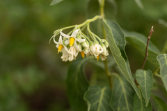 Solanum stuckertii