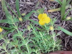 Scoparia montevidensis