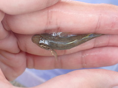 Rhinogobius candidianus