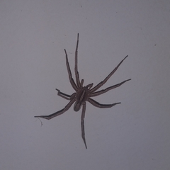 Centroctenus brevipes