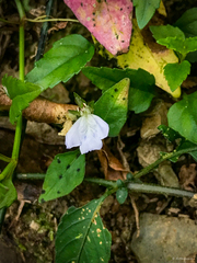 Rungia chinensis