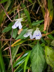 Rungia chinensis