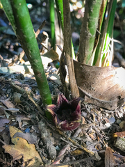 Aspidistra daibuensis