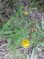 Scoparia montevidensis