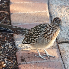 Geococcyx californianus