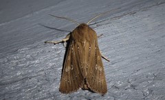 Ichneutica phaula