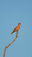 Haemorhous mexicanus