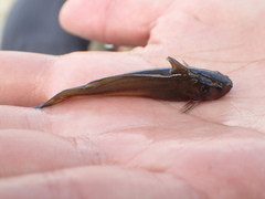 Tachysurus brevianalis