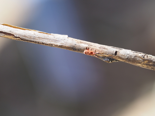 photo of Mites And Ticks (Acari)