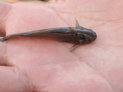 Tachysurus brevianalis