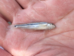 Microphysogobio alticorpus