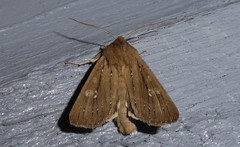 Ichneutica phaula
