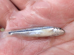 Microphysogobio alticorpus