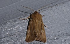 Ichneutica phaula