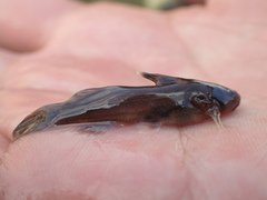 Tachysurus brevianalis