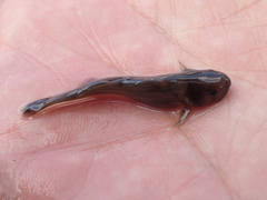 Tachysurus brevianalis