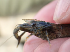 Macrobrachium japonicum