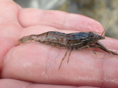 Macrobrachium japonicum