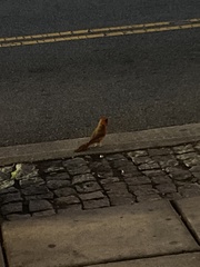 Cardinalis cardinalis