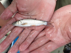 Spinibarbus hollandi