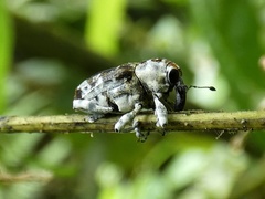 Peridinetus irroratus