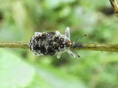 Peridinetus irroratus