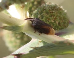 Kronides incumbens