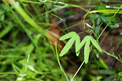 Image of Glycine microphylla by (c) Greg Tasney, some rights reserved (CC BY-SA)