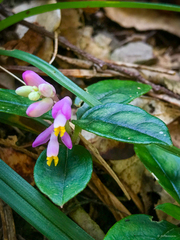 Polygala arcuata