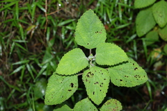 Coleus suaveolens