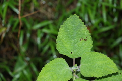 Coleus suaveolens