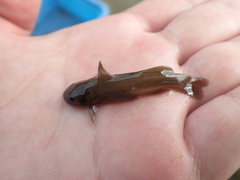 Tachysurus brevianalis