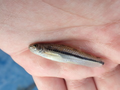 Microphysogobio alticorpus