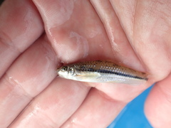 Microphysogobio alticorpus