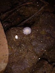 Coprinopsis ephemeroides