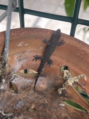 Lepidodactylus lugubris