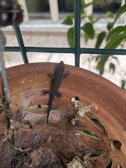 Lepidodactylus lugubris