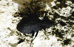Carabus scabrosus