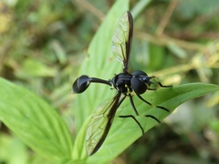 Salpingogaster