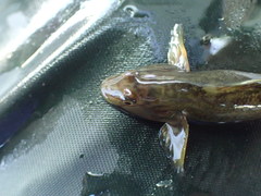 Rhinogobius candidianus