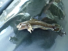 Rhinogobius candidianus