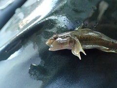Rhinogobius candidianus