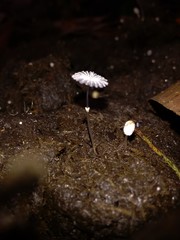 Coprinopsis ephemeroides