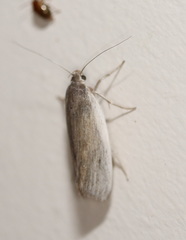 Xylorycta haplochroa