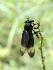 Holcocephala analis