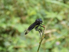 Holcocephala analis