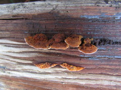 Gloeophyllum sepiarium